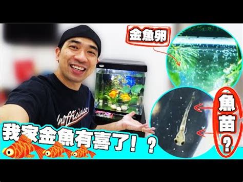 金魚懷孕怎麼看|怎麼知道金魚是否懷孕了？